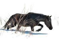 Wild Horses