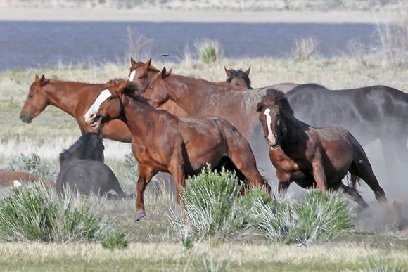 Wild Horses, Washoe Valley, Horses, Colts, Stallions, MaryLou Schindler
